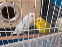 Dalmatin və sarı rəngli iki dalğıç papağanla birlikdə tam dəst quş — foto 2