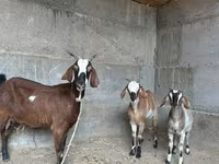 بز ماده, Nubian Goat — عکس 3