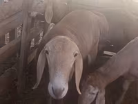 Montone, Arashan sheep — foto 2