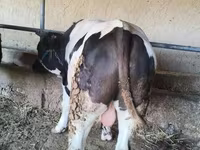 วัวตัวผู้, Russian Black pied cattle — รูปภาพ 2