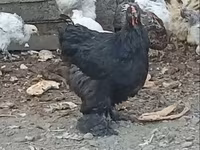 Brahma — photo 2