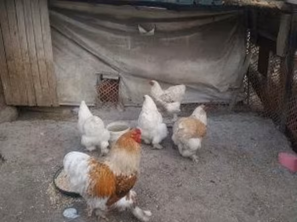 Brahma