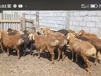 Beran, Kazakh fat-tailed coarsewool sheep — foto 1