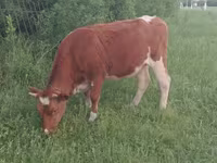 گاو ماده, Simmental cattle — عکس 3