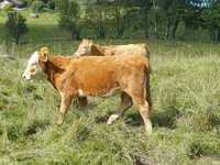 گاو ماده, گاو — عکس 4