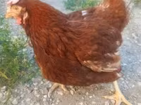 Chickens — 1-rasm