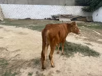 گاو ماده, گاو — عکس 6
