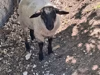 قوچ, White Suffolk sheep — عکس 3