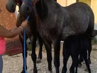 Hingst, Lipizzaner — foto 2