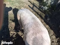 หมูป่าตัวผู้, หมู — รูปภาพ 3