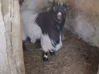 بز نر, Dutch Landrace goats — عکس 1