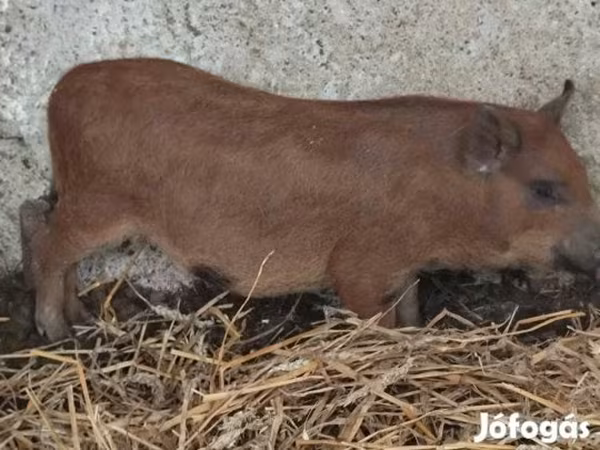 Cinghiale, Вьетнамская вислобрюхая