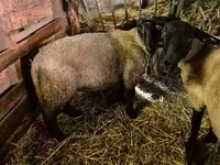 मेढ़ा, White Suffolk sheep — फ़ोटो 2