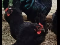 Australorp — foto 2