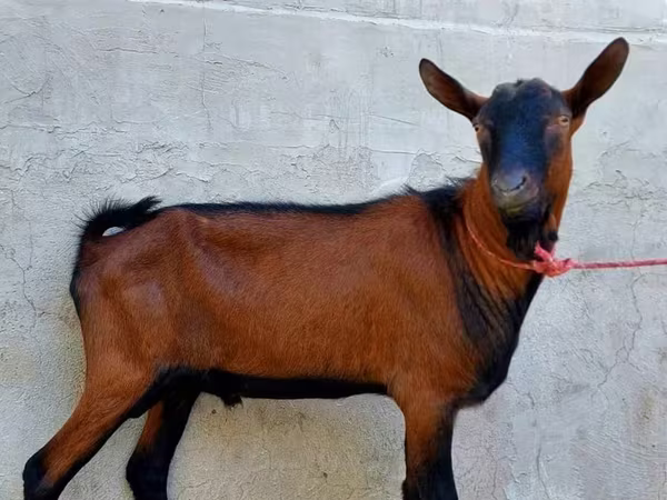 بز نر, Alpine goat
