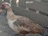 Ducks — 사진 1