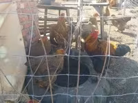 ብራህማ — ፎቶ 2