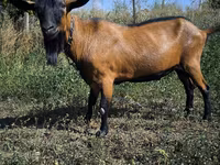 Oğlak, Keçiler — foto 1