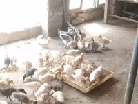Alman Pekin — foto 1