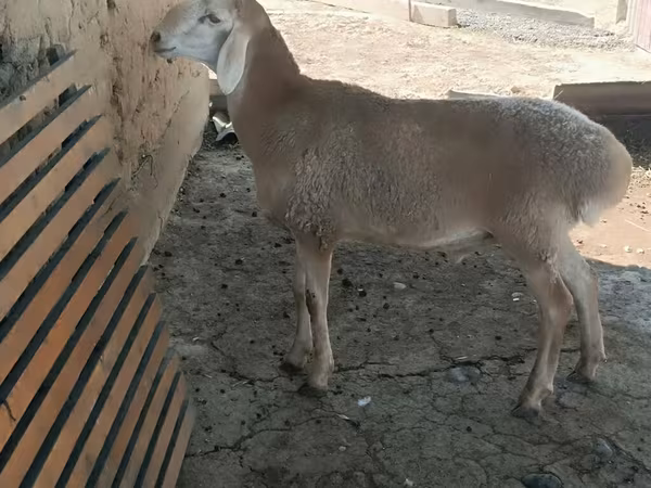 Kambing betina, Sheep