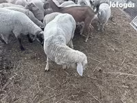 Schaap, Schapen — foto 3