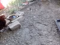 Chickens — عکس 1