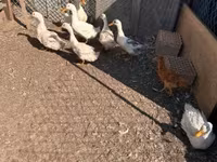 Ducks — الصورة 3