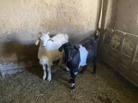 Kambing jantan, Goats — foto 2