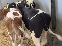 گاو ماده, Russian Black pied cattle — عکس 2