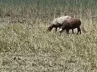 雌羊, Romanov sheep — 写真 5