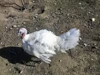 Turkeys — عکس 3