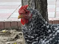 Chickens — foto 6