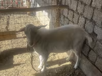 Արու այծ, Saanen goat — լուսանկար 2
