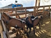 Cabro, Cabras — foto 4