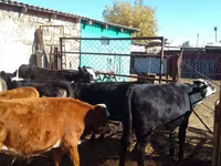 Skot (série, pohlaví neuvedeno), Swiss cattle — foto 2