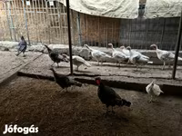Turkeys — foto 1