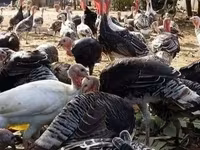 Turkeys — foto 2