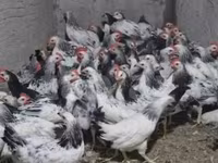 Chickens — عکس 2