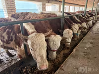 วัวตัวเมีย, Simmental cattle — รูปภาพ 7
