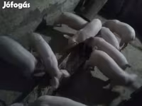 Мэгж, Крупная белая — 1 зураг