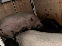 Doofaar dhaddig, Pigs — sawirka 1