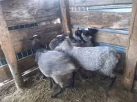 Ovan, Romanov sheep — fotografija 6