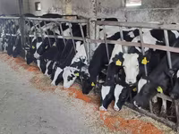 காளை, Russian Black pied cattle — புகைப்படம் 1
