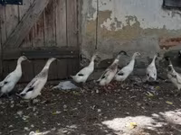 Indický Runner — foto 2