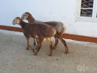Widder, Arashan sheep — Foto 3