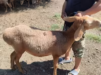 Får, Arashan sheep — foto 3