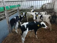 Kvæg (parti, køn ikke angivet), Russian Black pied cattle — foto 3