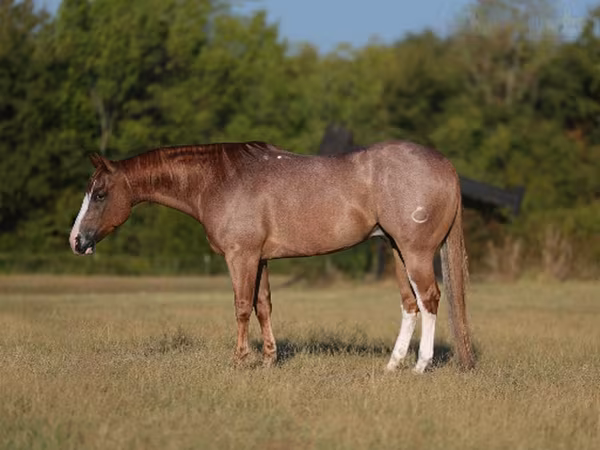 Жребец, Quarter Horse