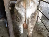 सांड, Swiss cattle — फ़ोटो 8