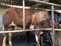 Гововмол (партия, ҷинс муайян нашудааст), Simmental cattle — акс 3